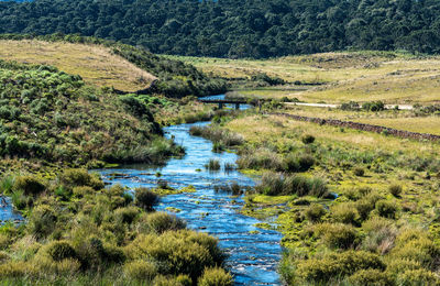 High angle view of stream flowing in forest