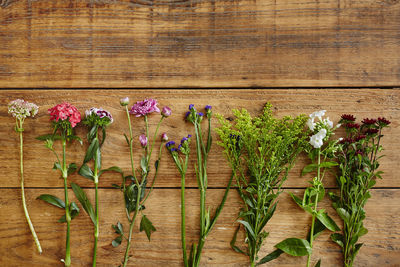 High angle view of flowering plants on table