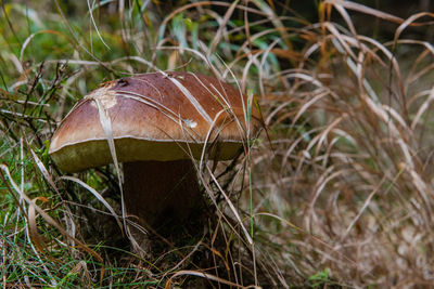 Close-up of mushroom growing on field