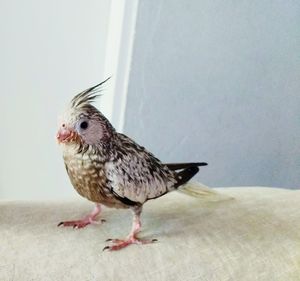 Young cockatiel on fabric against wall