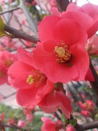 Close-up of pink flowers