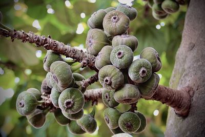 Close-up of berries growing on tree