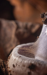 Close-up of mushroom stipe