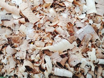 High angle view of mushrooms on dry leaves