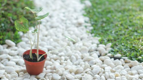 Close-up of small potted plant on pebbles