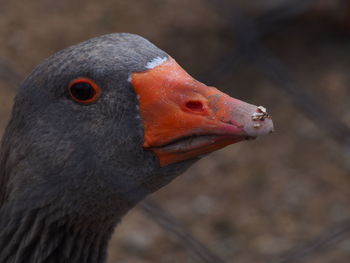 Close-up of greylag goose looking away outdoors