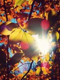 Low angle view of autumn leaves