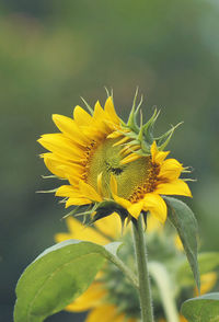 Close-up of sunflower