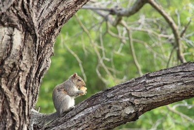 Squirrel sitting on tree trunk