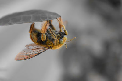 Close-up of insect on leaf