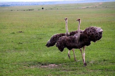 Bird standing in a field