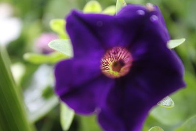 Close-up of purple flowers blooming outdoors