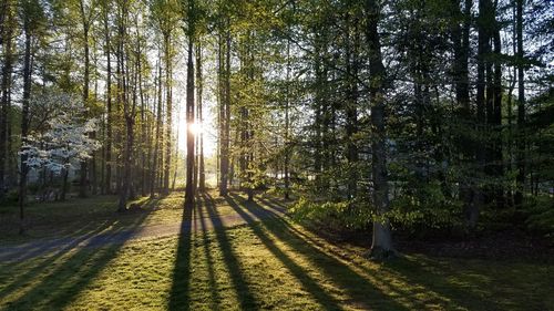 Sunlight streaming through trees in forest