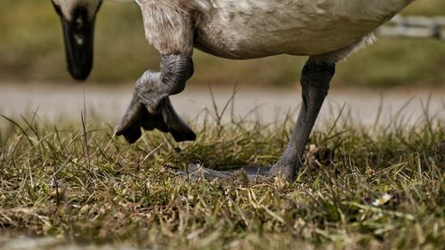 Close-up of goose legs on field