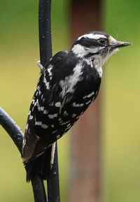 Close-up of bird perching on railing