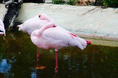 Birds in the lake