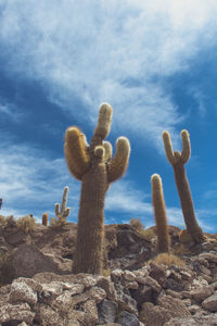 Scenic view of cacti and bolivian salt flats against sky