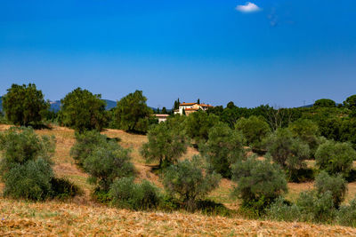 Trees and plants growing on land against sky