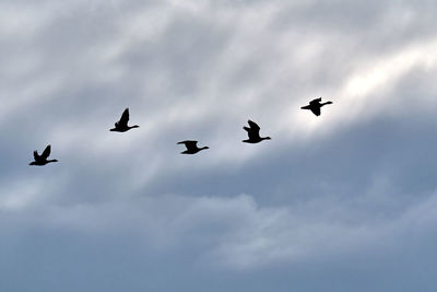 Low angle view of silhouette birds flying in sky