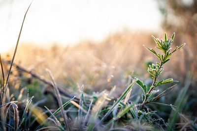 Close-up of plant on field