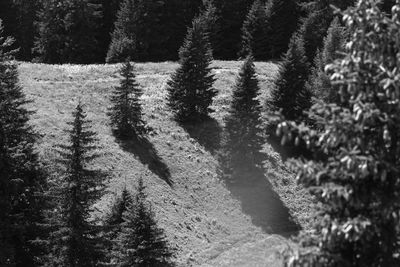Close-up of pine tree in forest during winter