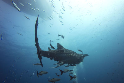 Fishes swimming in sea