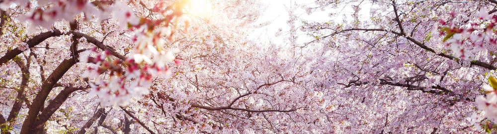 Close-up of pink cherry blossoms in spring