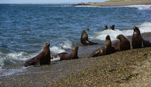 Close-up of sea lion