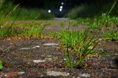 Close-up of grass at night