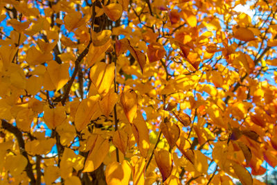 Close-up of yellow flowers growing on tree