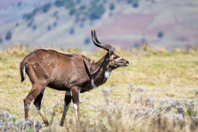 Deer standing on field