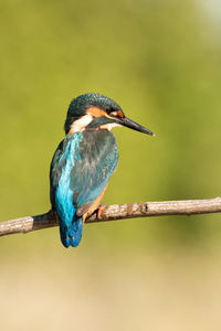 Close-up of bird perching on branch