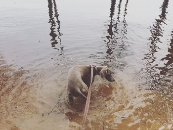 High angle view of dog at lakeshore