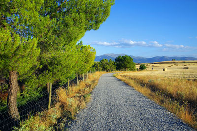 Road amidst trees against sky