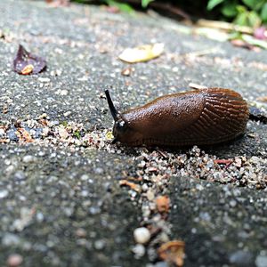 Surface level of snail on ground