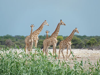 View of giraffe on field against sky