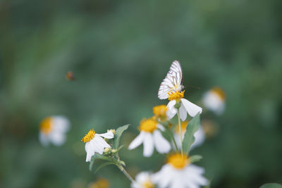Close-up of butterfly pollinating on white flowering plant