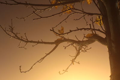 Low angle view of tree branch against sky