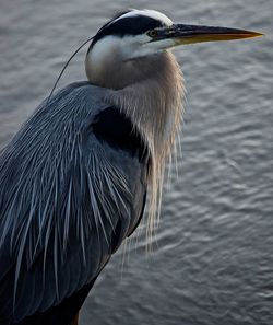 Close-up of great blue heron