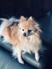 Dog looking away while sitting on sofa