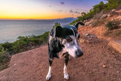 Dog looking away in sea during sunset