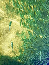 High angle view of plants in sea