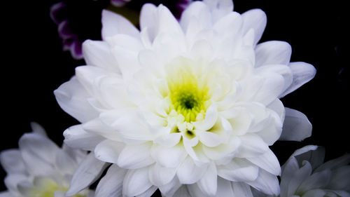 Close-up of white flower