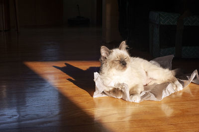 Cat resting on hardwood floor