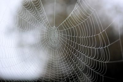 Close-up of spider web