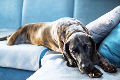 Close-up of dog resting on bed