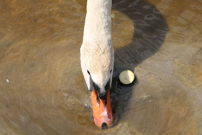 High angle view of swan swimming in lake