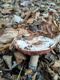 High angle view of mushroom on field