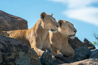 Two lionesses lie side-by-side on sunny rock