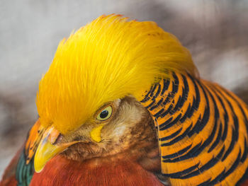 Close-up of parrot